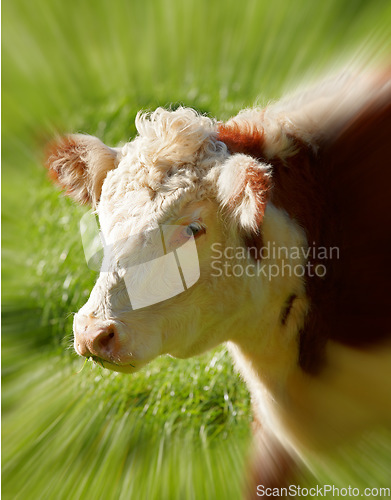 Image of Closeup portrait one hereford cow alone on farm pasture. Portrait of hairy animal isolated against green grass on remote farmland and agriculture estate. Raising live cattle for dairy industry