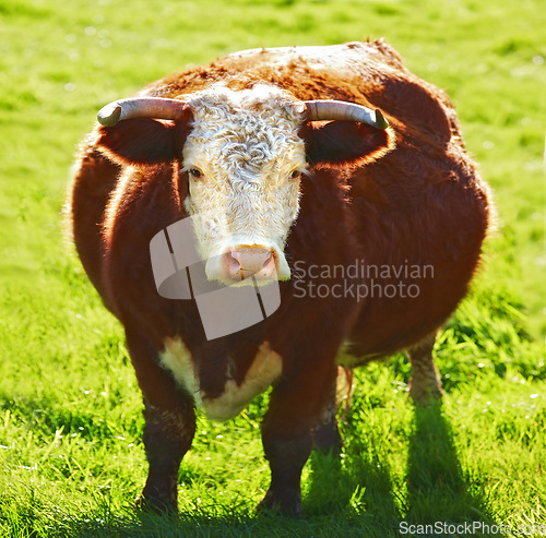 Image of Portrait one hereford cow alone on farm pasture. Portrait of hairy animal isolated against green grass on remote farmland and agriculture estate. Raising live cattle for dairy industry