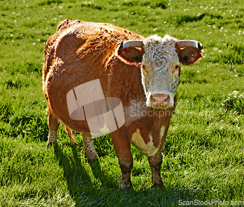 Image of Full length of one hereford cow standing alone on farm pasture. Portrait of hairy animal isolated against green grass on remote farmland and agriculture estate. Raising live cattle for dairy industry