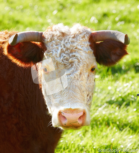 Image of Closeup portrait one hereford cow face alone on farm pasture. Portrait of hairy animal isolated against green grass on remote farmland and agriculture estate. Raising live cattle for dairy industry