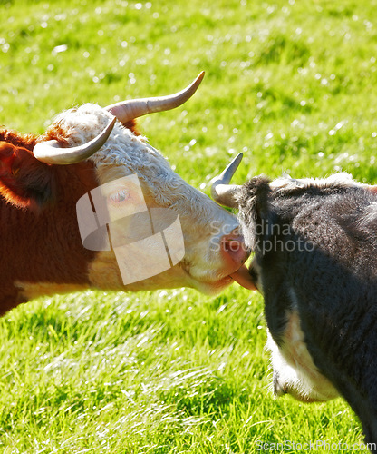 Image of Two hereford cows together and licking each other on farm pasture. Hairy animals cleaning eyes against green grass on remote farmland and agriculture estate. Raising live cattle for dairy industry