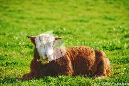 Image of One hereford cow sitting alone on farm pasture. One hairy animal isolated against green grass on remote farmland and agriculture estate. Raising live cattle, grass fed diary farming industry