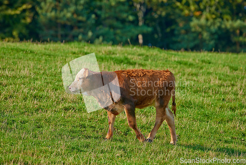 Image of One hereford cow standing alone on farm pasture. One hairy animal against green grass on remote farmland and agriculture estate. Raising free range organic cattle, grass fed diary farming industry