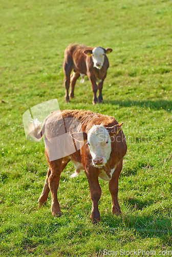 Image of Two Hereford breed of brown cows grazing on sustainable farm in pasture field in countryside. Raising and breeding livestock animals in agribusiness for free range organic cattle and dairy industry