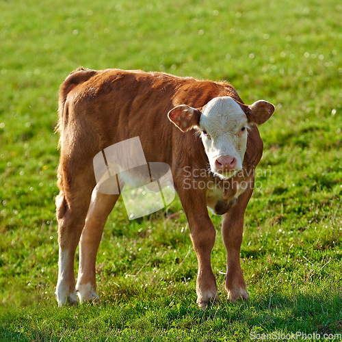 Image of One hereford cow standing alone on farm pasture. One hairy animal isolated against green grass on remote farmland and agriculture estate. Raising free range cattle, grass fed diary farming industry