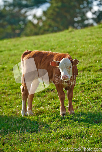 Image of Portrait of a Hereford cow standing in farm pasture. A domestic livestock or calf with red and white head and pink nose grazing on a lush green field or meadow on a sunny spring day