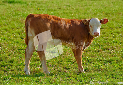 Image of Hereford - all brown and white