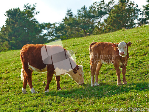 Image of Hereford breed of brown cows grazing on sustainable farm in pasture field in the countryside. Raising and breeding livestock animals in agribusiness for free range organic cattle and dairy industry