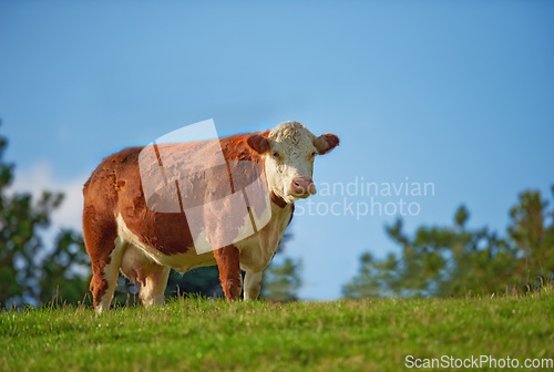 Image of One hereford cow standing alone on farm pasture. One hairy animal isolated against green grass on remote farmland and agriculture estate. Raising live cattle, grass fed diary farming industry