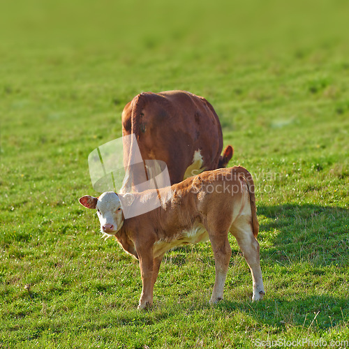 Image of Hereford cows standing in a farm pasture. Two Hereford cows standing in a vibrant green pasture on a farm on a sunny day. Grass fed cows on a diary supply farm relaxing while grazing in the sunlight