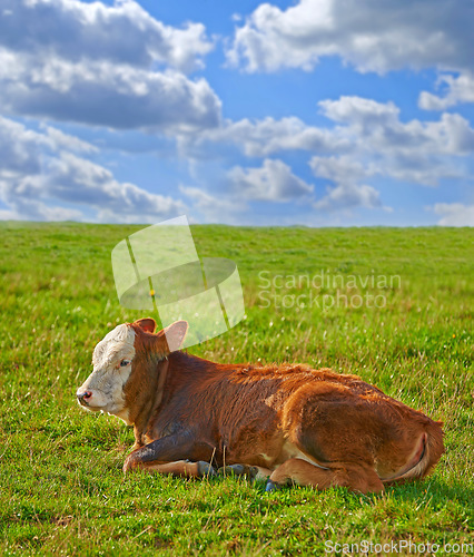 Image of Hereford - all brown and white