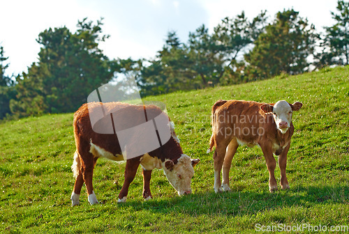 Image of Hereford breed of brown cows grazing on sustainable farm in pasture field in the countryside. Raising and breeding livestock animals in agribusiness for free range organic cattle and dairy industry