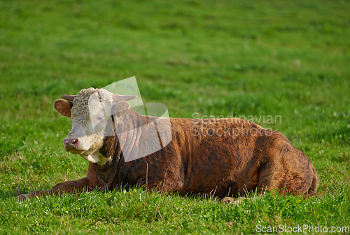 Image of One hereford cow sitting alone on farm pasture. One hairy animal isolated against green grass on remote farmland and agriculture estate. Raising live cattle, grass fed diary farming industry