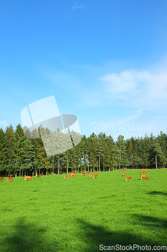 Image of Full length herd of hereford cow standing together and grazing on farm pasture. Hairy brown animals eating green grass with a blue copy space sky on an estate. Raising live cattle for dairy industry