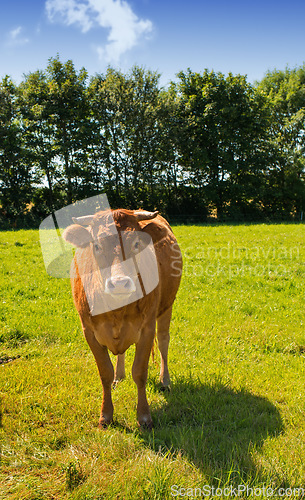 Image of Full length of one hereford cow standing alone on farm pasture. Portrait of hairy animal isolated against green grass on remote farmland and agriculture estate. Raising live cattle for dairy industry