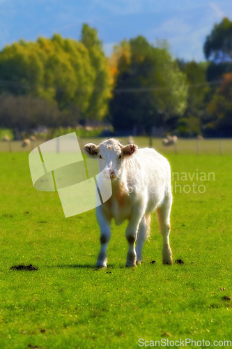 Image of Portrait of a cow calf on open land with green healthy looking grass. A small little white cow stands on a field without the mother. Breeding calves on the farm. Young curious cow outdoors