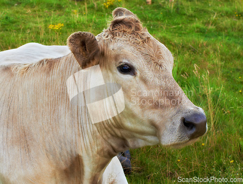 Image of One hereford cow sitting alone on farm pasture. Portrait of hairy animal isolated against green grass on remote farmland and agriculture estate. Raising live cattle, grass fed diary farming industry