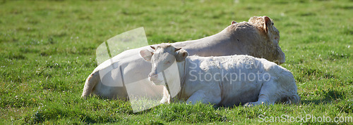 Image of Two white cows roaming and resting on sustainable farm in pasture field in countryside. Raising and breeding livestock animals in agribusiness for free range organic cattle and dairy industry