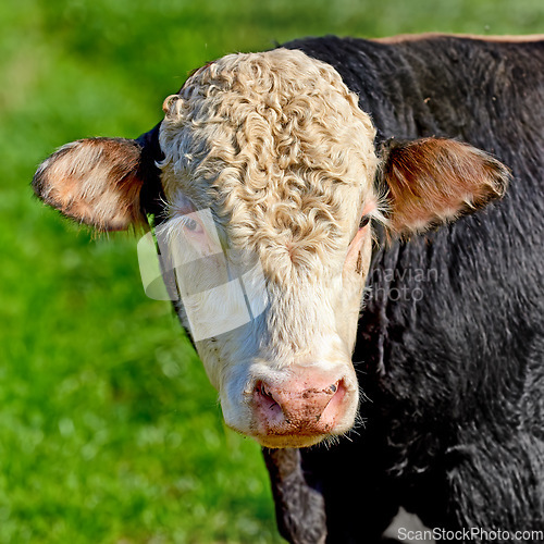 Image of Closeup portrait one hereford cow alone on farm pasture. Portrait of hairy animal isolated against green grass on remote farmland and agriculture estate. Raising live cattle for dairy industry