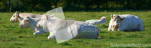Image of Herd of white cows roaming and resting on sustainable farm in pasture field in countryside. Raising and breeding livestock animals in agribusiness for free range organic cattle and dairy industry