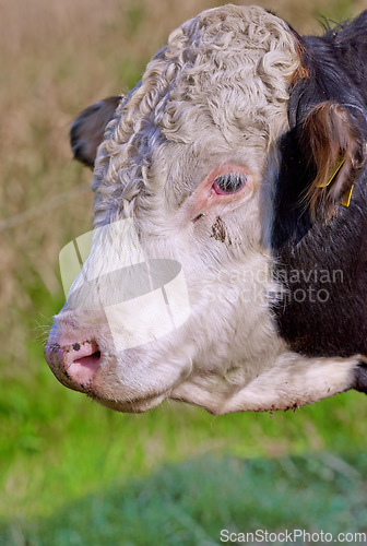 Image of Closeup of a hereford cow alone on a farm pasture. Headshot of a sad bull grazing on lush green grass on rural farmland. Raising free range cattle for organic meat and dairy agriculture industry