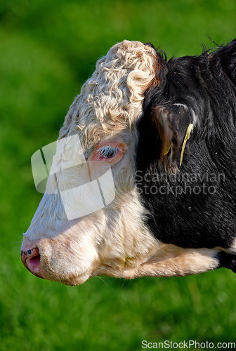Image of One hereford cow standing alone on farm pasture. Black and white hairy animal isolated against green grass on remote farmland and agriculture estate. Raising live cattle for dairy and beef industry