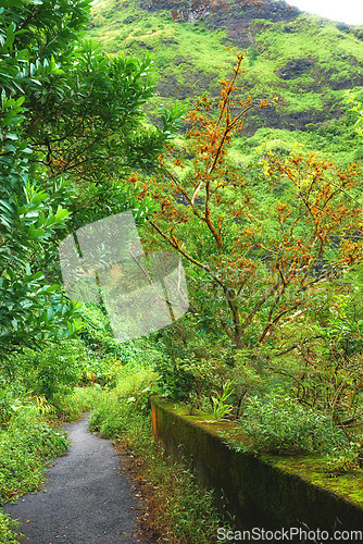 Image of Jungle road
