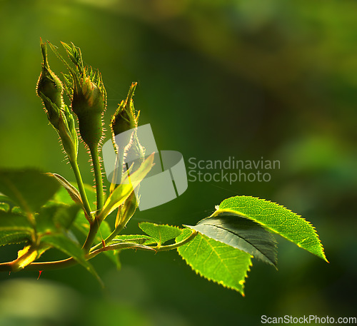 Image of Rose buds on a vine about to open, closeup of rose shoot growing from a wild rose bush in a garden. Seasonal flowers symbolising romance, love, beauty and courage, will later be used for fragrance