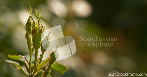 Image of Rose buds on a vine about to open, closeup of rose shoot growing from a wild rose bush in a garden. Seasonal flowers symbolising romance, love, beauty and courage, will later be used for fragrance