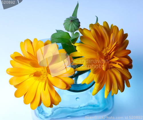 Image of Marigold in a bottle, Ringelblume