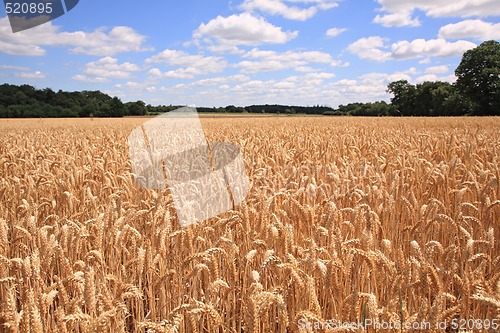 Image of Wheat field