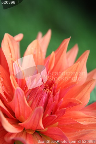 Image of Fresh Dahlia