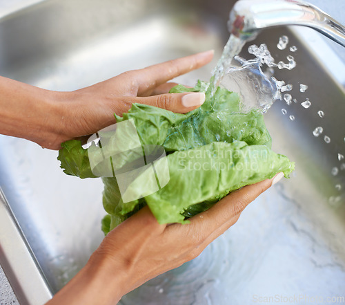 Image of Woman, hands and washing lettuce in water or sink for fresh produce, natural vegetables or health in kitchen at home. Closeup of female person or vegan rinsing organic vegetable for salad preparation