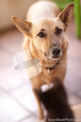 Image of Dog, pet and animal in home alone, domestic pooch standing on floor or adorable furry companion in house. Canine, cute and young mixed breed doggy in apartment, living room or lonely puppy in lounge
