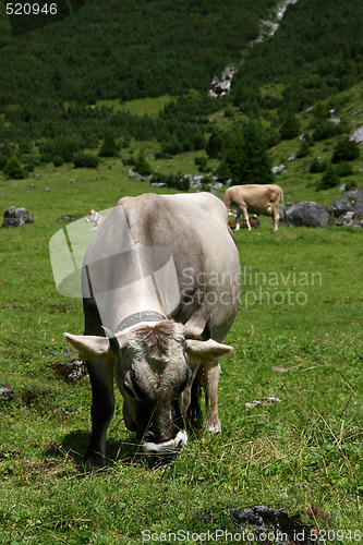 Image of Grazing cow