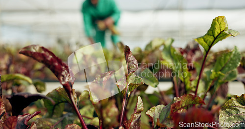 Image of Plants, leaves and agriculture in greenhouse closeup for grow vegetable, healthy farming or organic environment. Garden, person and harvest or production for business, sustainability or industry food