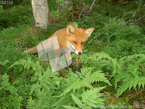 Image of Red fox