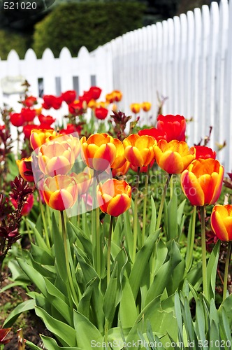 Image of Tulips in spring garden
