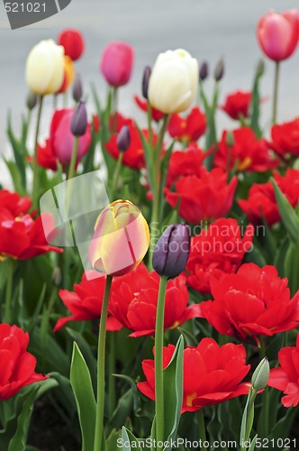 Image of Tulips in spring garden