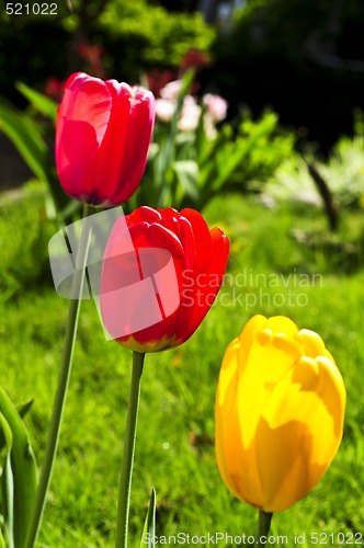 Image of Tulips in spring garden