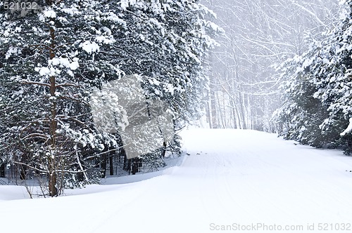 Image of Winter landscape