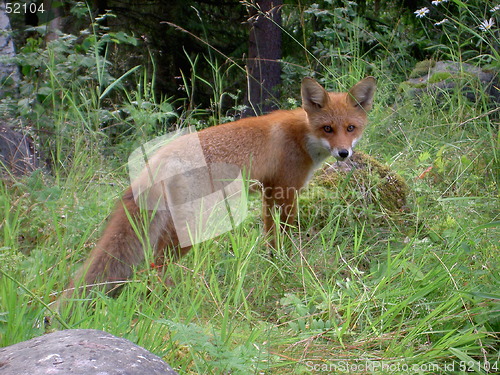 Image of Red fox