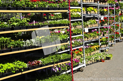 Image of Flowers for sale