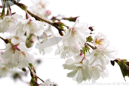 Image of Oriental cherry blossom