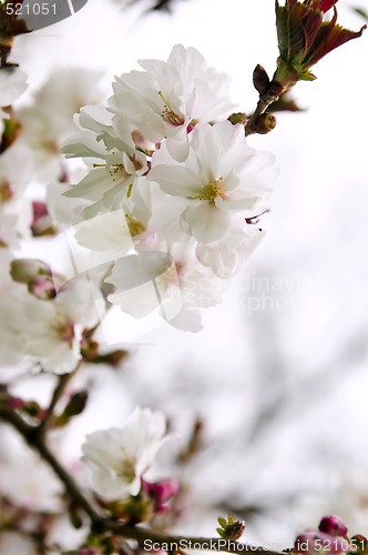 Image of Oriental cherry blossom