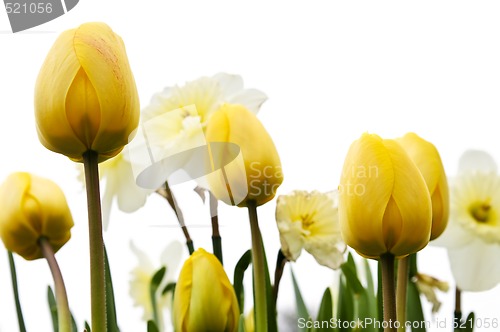 Image of Tulips and daffodils on white background