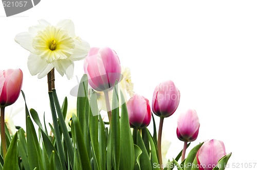 Image of Tulips and daffodils on white background