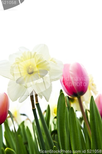 Image of Tulips and daffodils on white background