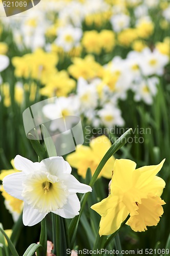 Image of Daffodils