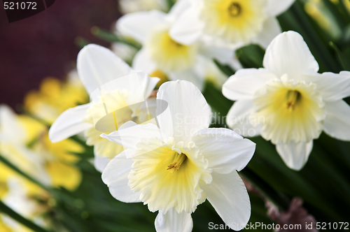 Image of Daffodils